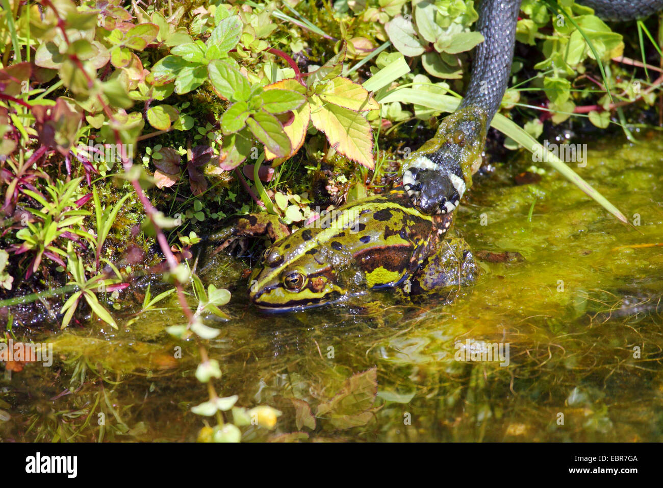 Culebra (Natrix natrix), ha cogido una rana rana comestible europeo común, rana comestible, Alemania, en el Estado federado de Mecklemburgo-Pomerania Foto de stock