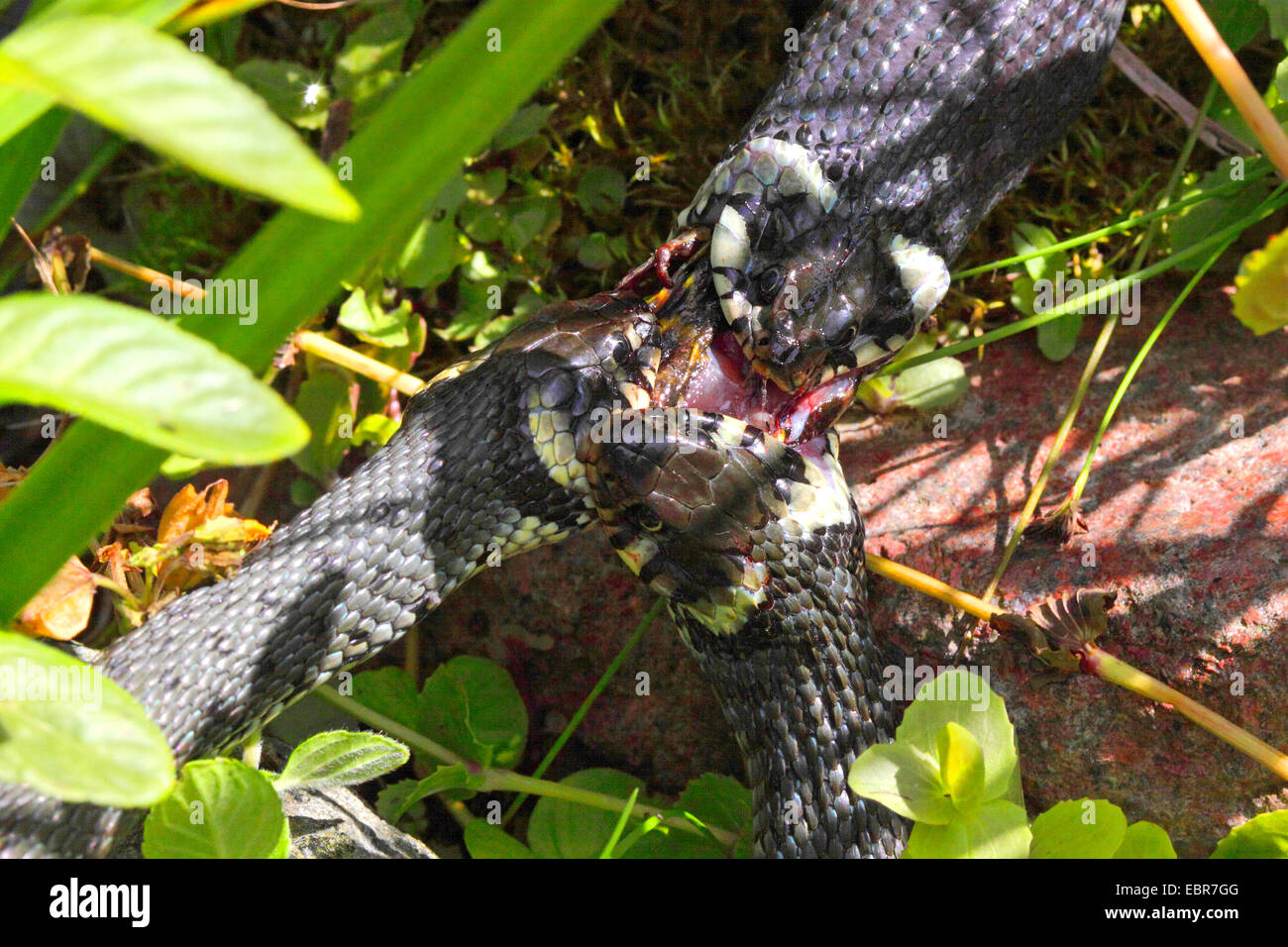 Culebra (Natrix natrix), imagen de la serie 2, tres serpientes que luchan por una rana, Alemania, en el Estado federado de Mecklemburgo-Pomerania Foto de stock