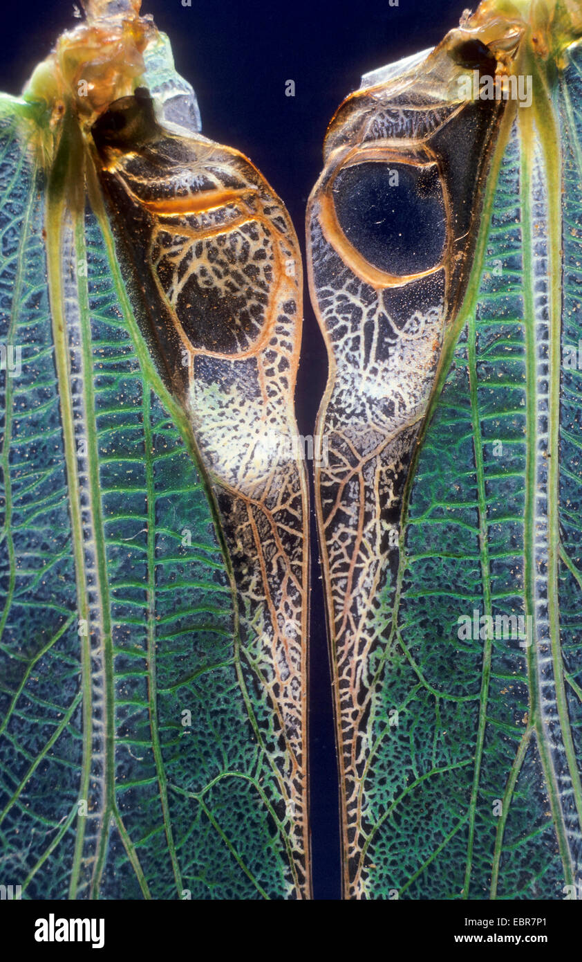 Gran Tettigonia viridissima bushcricket (verde), Alas con órgano stridulation stridulation, Alemania Foto de stock