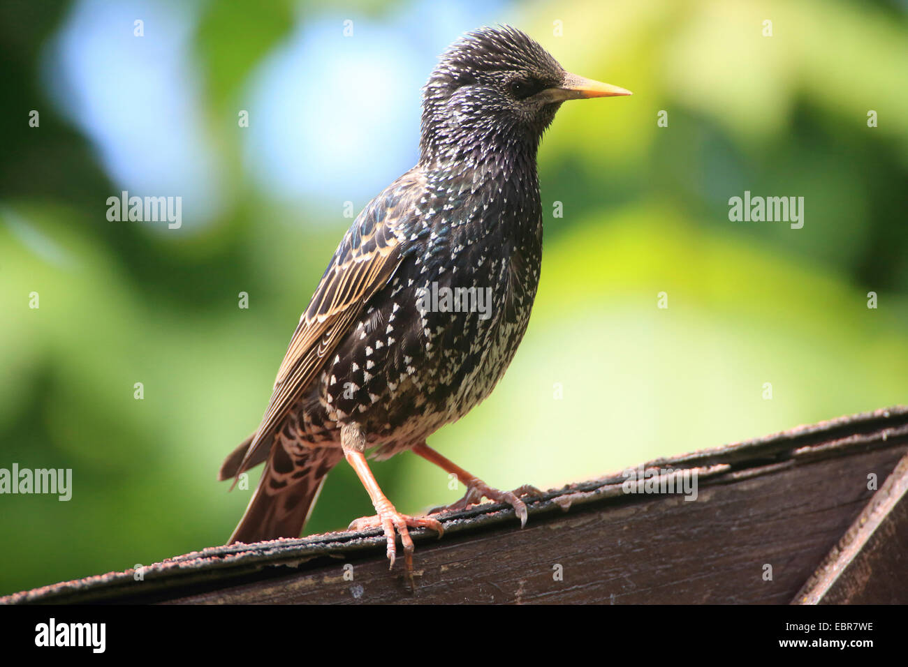 Estornino Pinto (Sturnus vulgaris), Starling en el techo de un arbor, Alemania Foto de stock