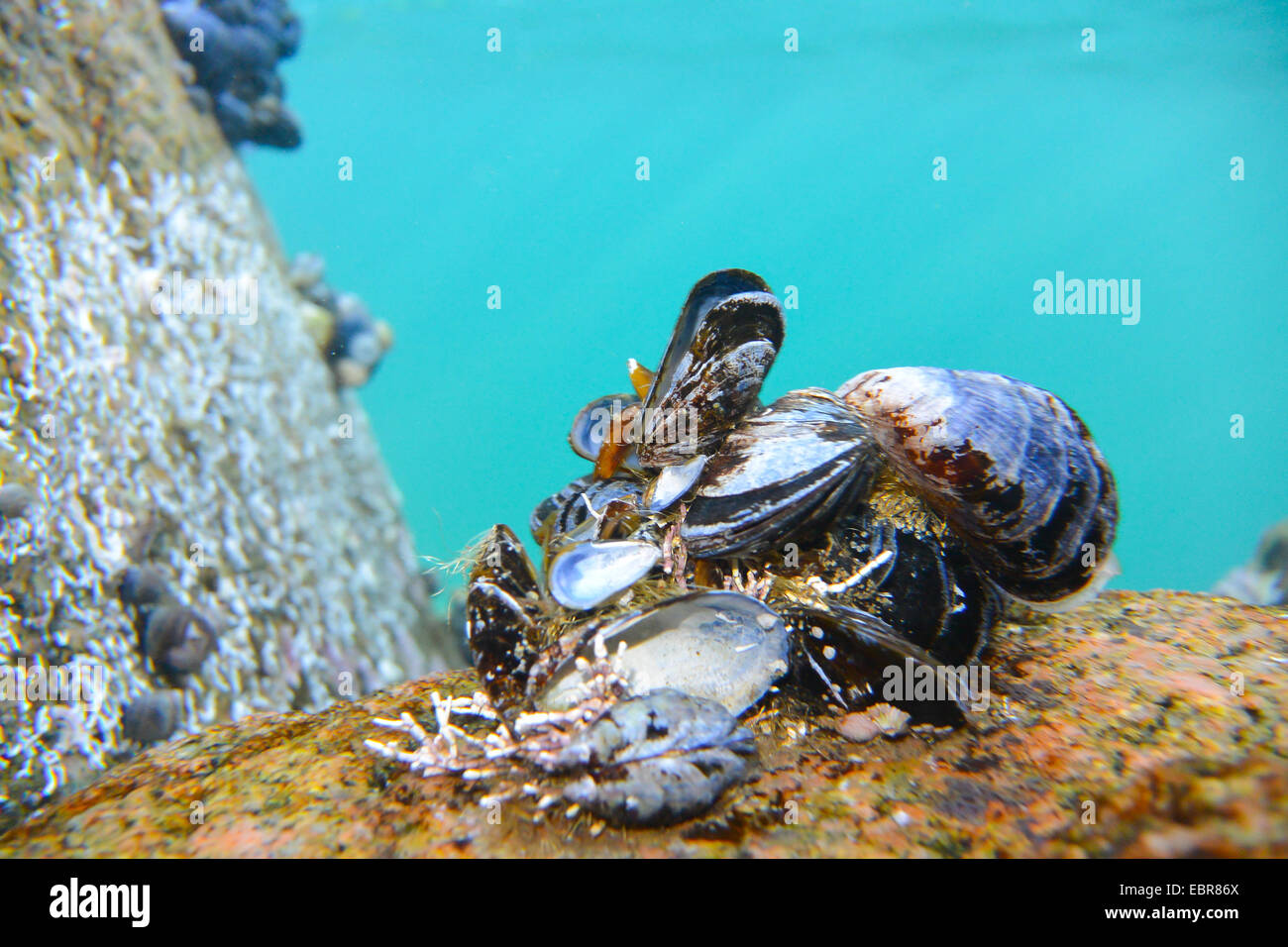 Mejillón Azul, Bahía mejillón, mejillón común, un mejillón (Mytilus edulis), mejillón, submarino, Noruega Troms, Kval°s Foto de stock