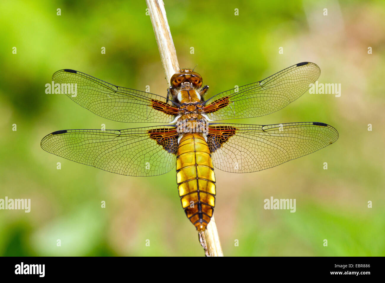Amplio cuerpo libellula, amplio cuerpo chaser (Libellula depressa), hembra descansa sobre un tronco seco, Alemania Foto de stock