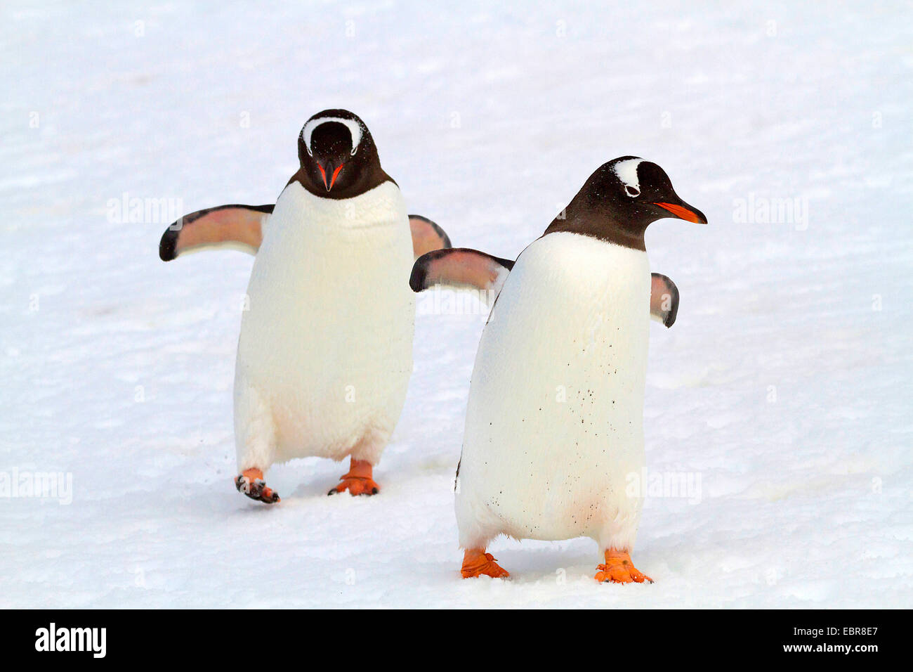 Pingüinos papúa (Pygoscelis papua), dos pingüinos caminando en la nieve, en la Antártida, las Islas Malvinas Foto de stock