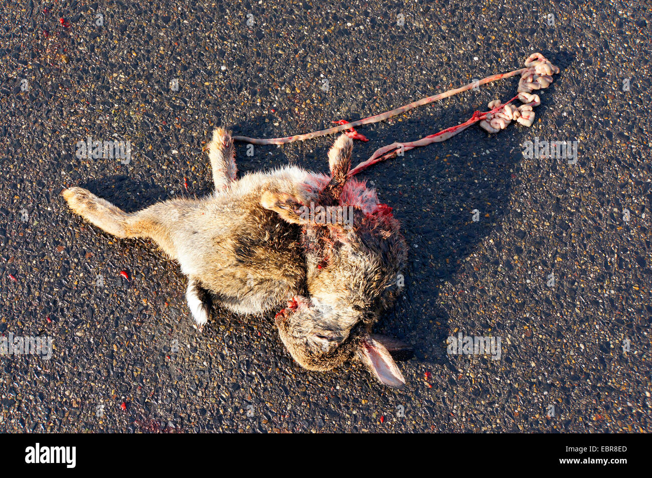 Conejo europeo (Oryctolagus cuniculus), roadkill conejo, Alemania Foto de stock