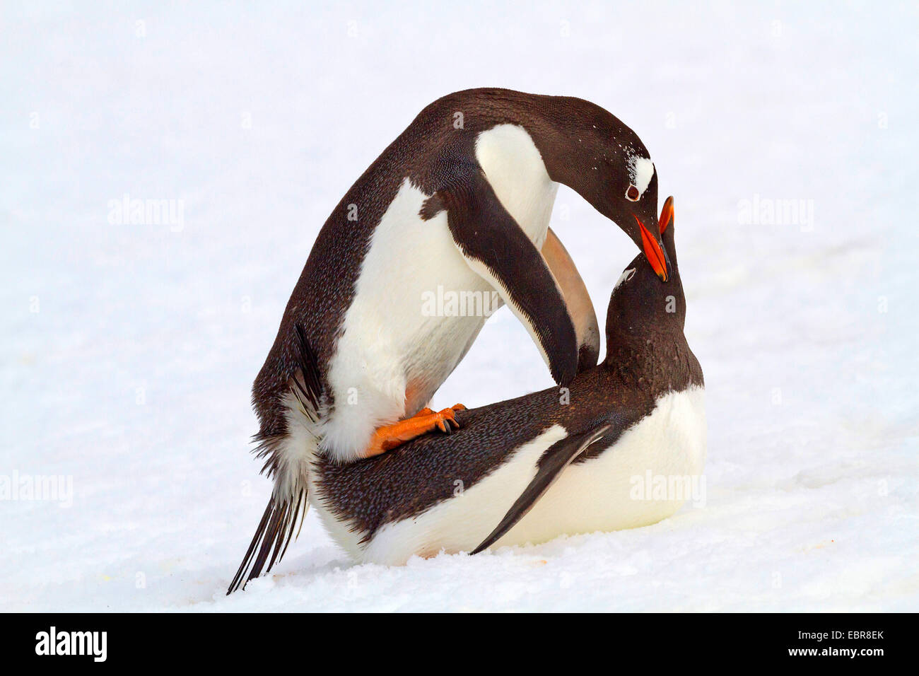 Pingüinos papúa (Pygoscelis papua), el apareamiento, la Antártida, Islas Malvinas, Isla de sirenas Foto de stock