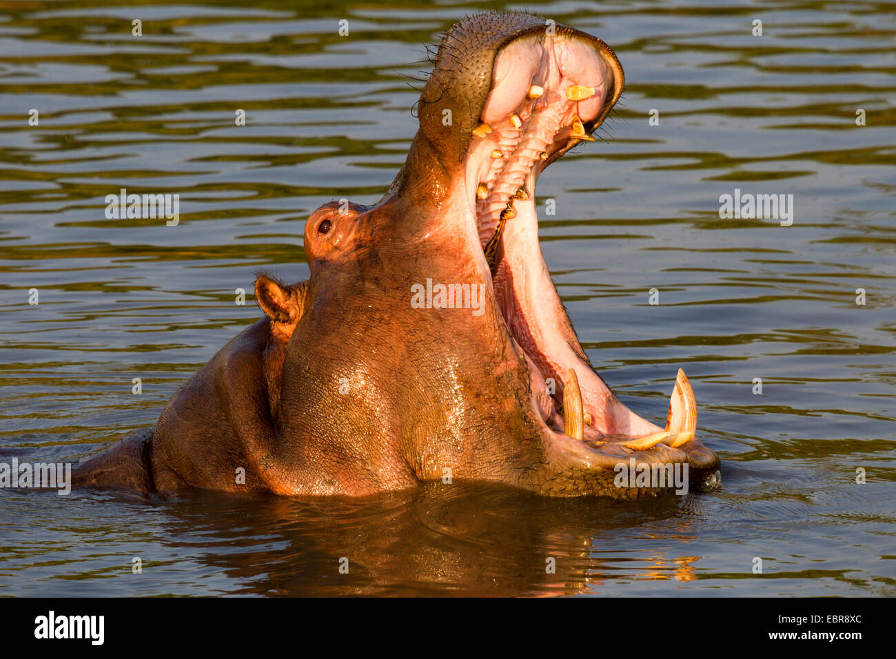 Hipopótamos, hipopótamos, hipopótamo común (Hippopotamus amphibius), que rasga la boca, Kenia, Masai Mara National Park Foto de stock