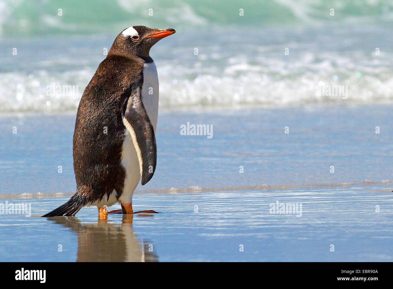 Pingüinos papúa (Pygoscelis papua), de pie en la costa, en la Antártida, las Islas Malvinas, Isla de sirenas Foto de stock