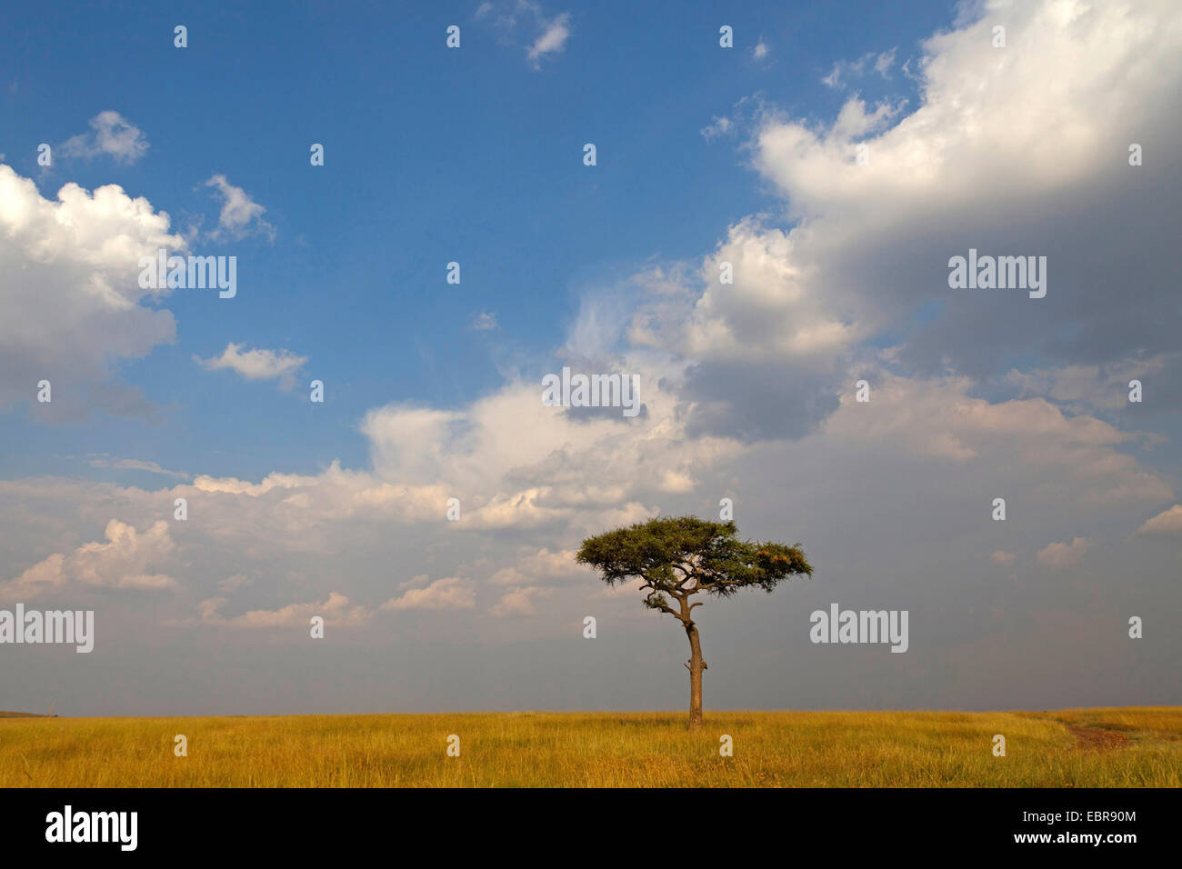 Único árbol en la sabana y el cielo nublado, Kenia, Masai Mara National Park Foto de stock