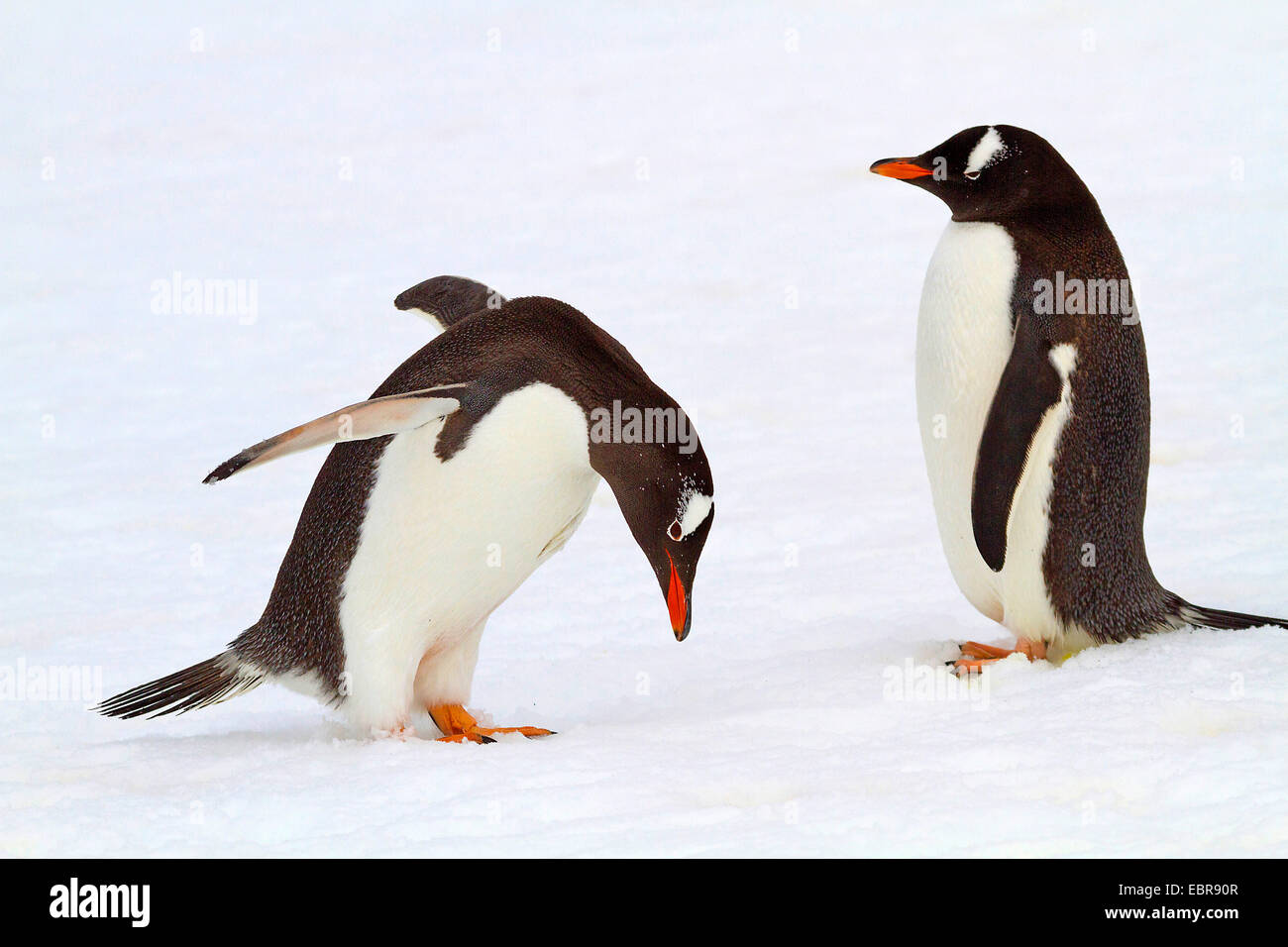 Pingüinos papúa (Pygoscelis papua), comportamiento de cortejo , la Antártida, Islas Malvinas, Isla de sirenas Foto de stock