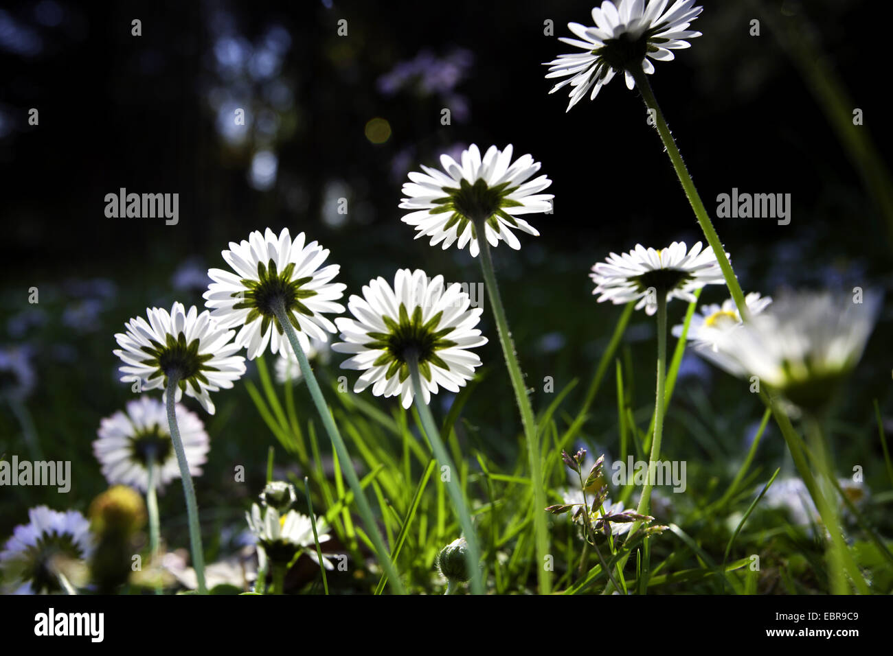 Daisy común, césped, Margarita (Bellis perennis margarita en inglés), en la luz del sol en una