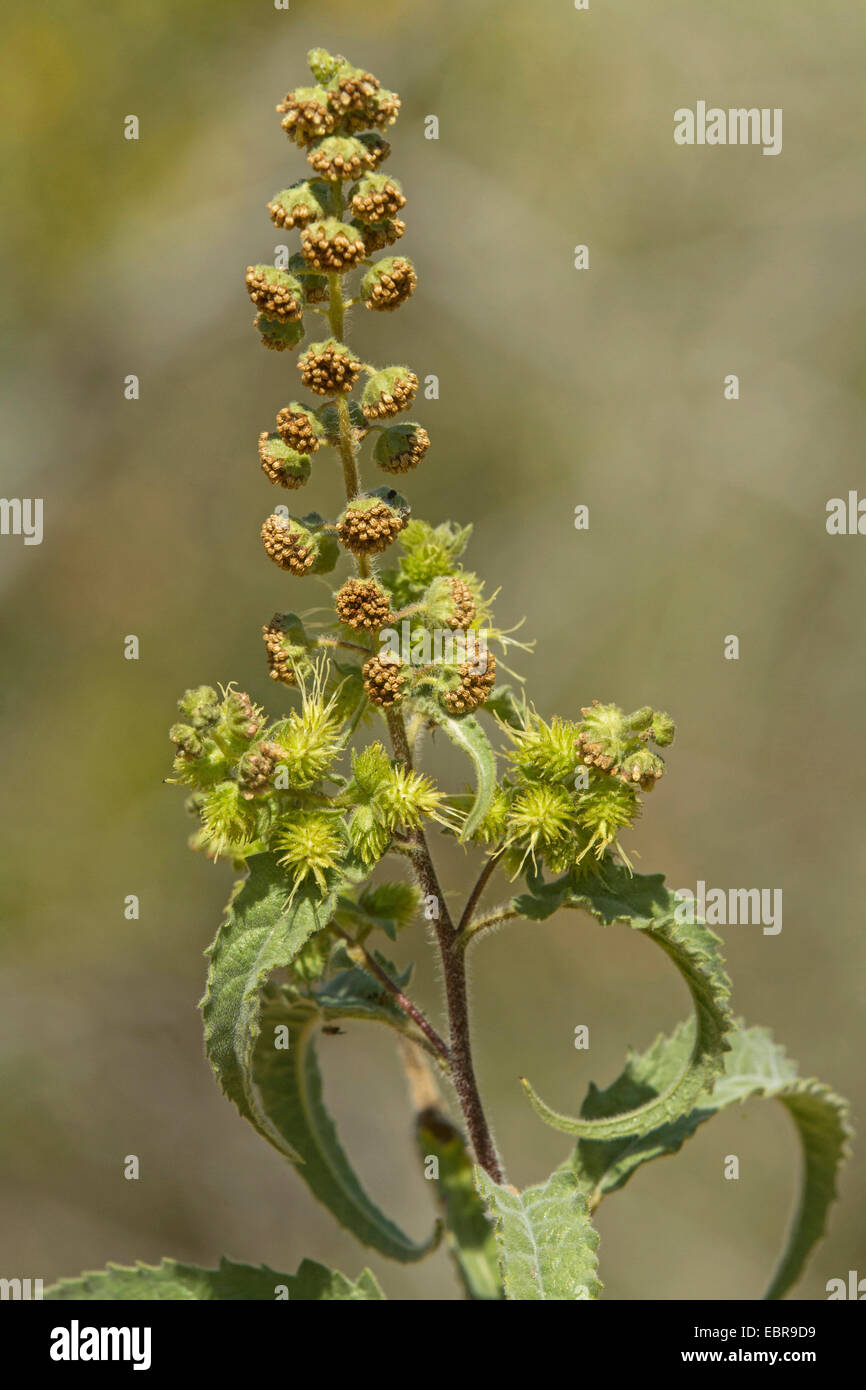 Burweed, la ambrosía (Ambrosia spec.), EE.UU., Arizona Foto de stock