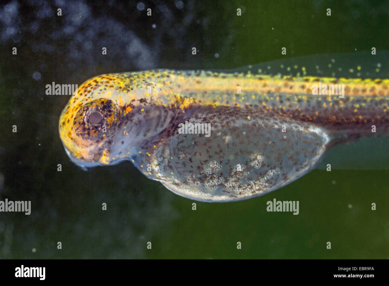 Pike, Northern Pike (Esox lucius), larva, detalle de la cabeza y yolksac, Alemania Foto de stock