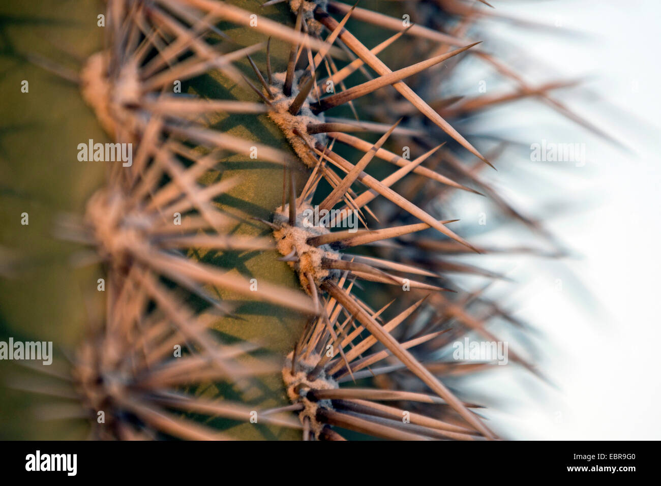 Cacto saguaro (Carnegiea gigantea, Cereus giganteus), espinas, EE.UU., Arizona Foto de stock