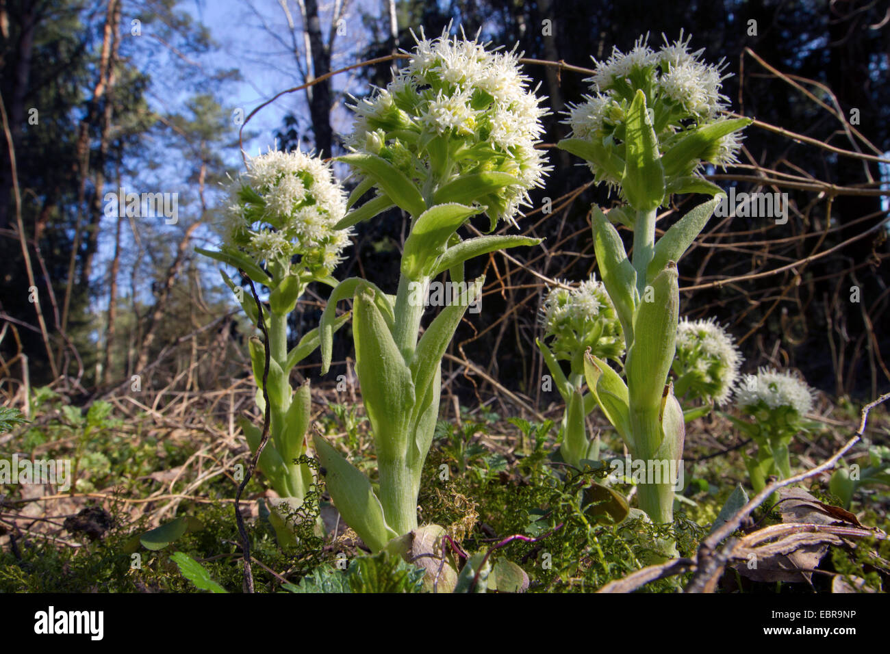 Blanco (butterburr Petasites albus), floreciendo, Alemania, Baviera Foto de stock
