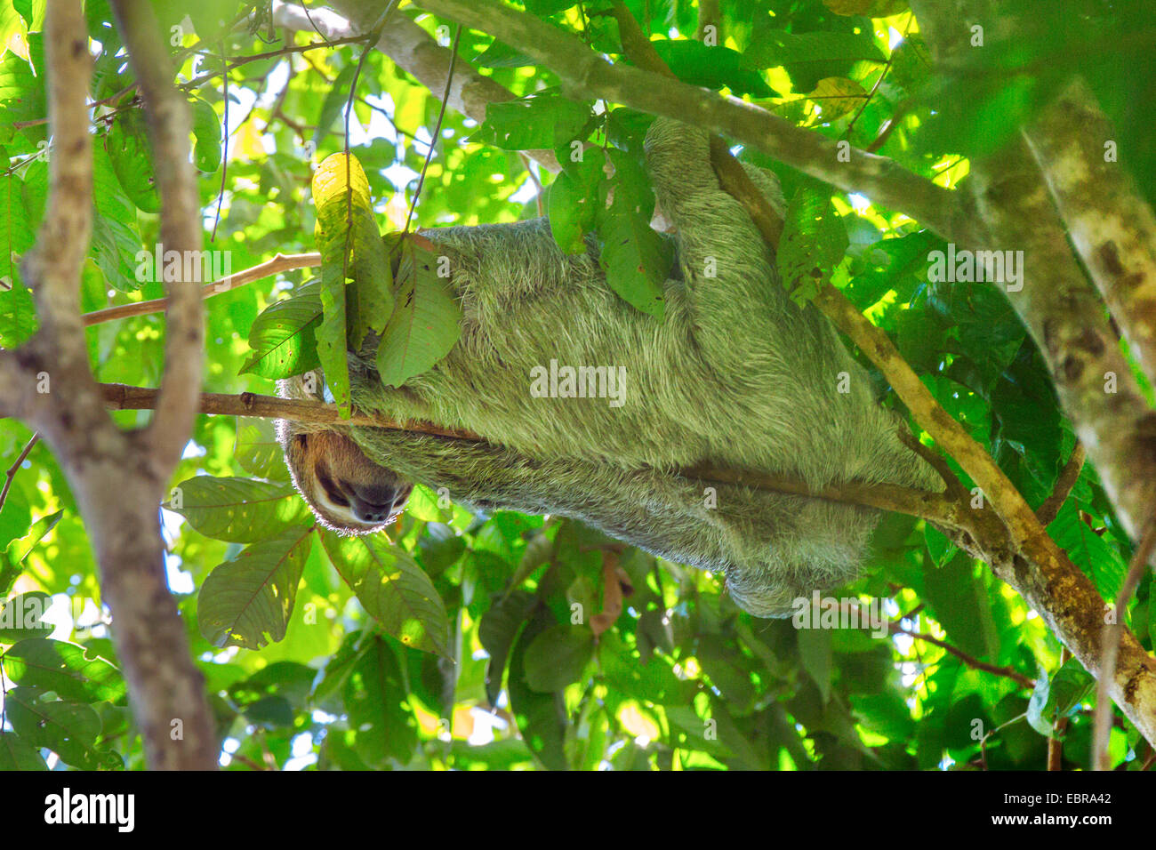 Linnaeus' dos dedos cada sloth (Choloepus didactylus), colgando en una rama de un árbol corona y descansando, Costa Rica Foto de stock