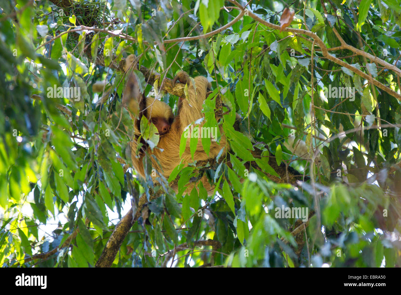 Linnaeus' dos dedos cada sloth (Choloepus didactylus), colgando en una rama de un árbol corona, Costa Rica Foto de stock