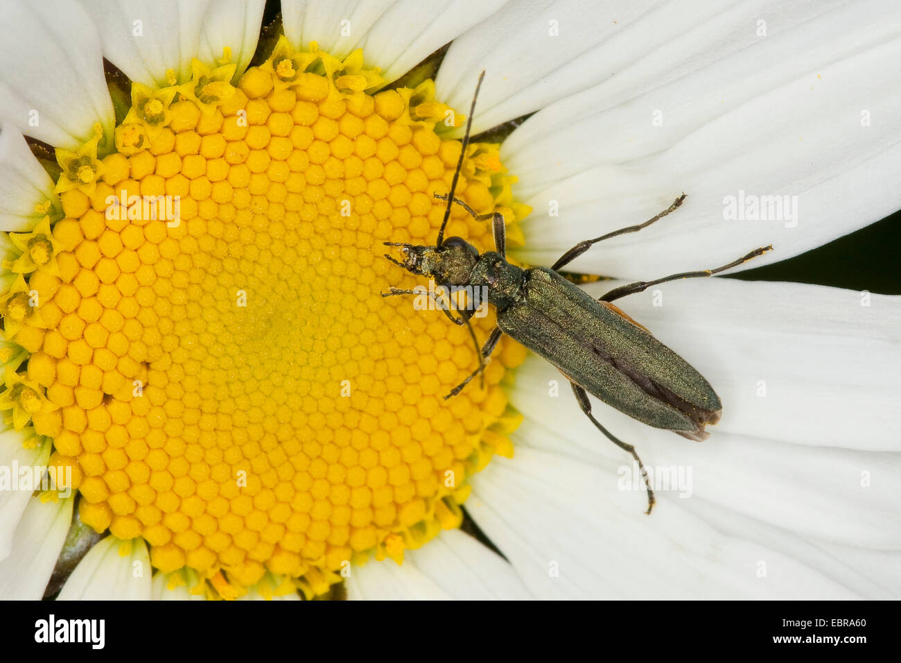 Patas gruesas Flor Escarabajo (Oedemera virescens), sentado en una margarita, Alemania Foto de stock