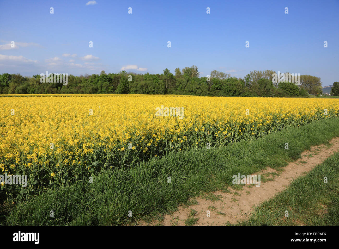 La violación, nabo (Brassica napus), floreciente campo de colza, Alemania Foto de stock