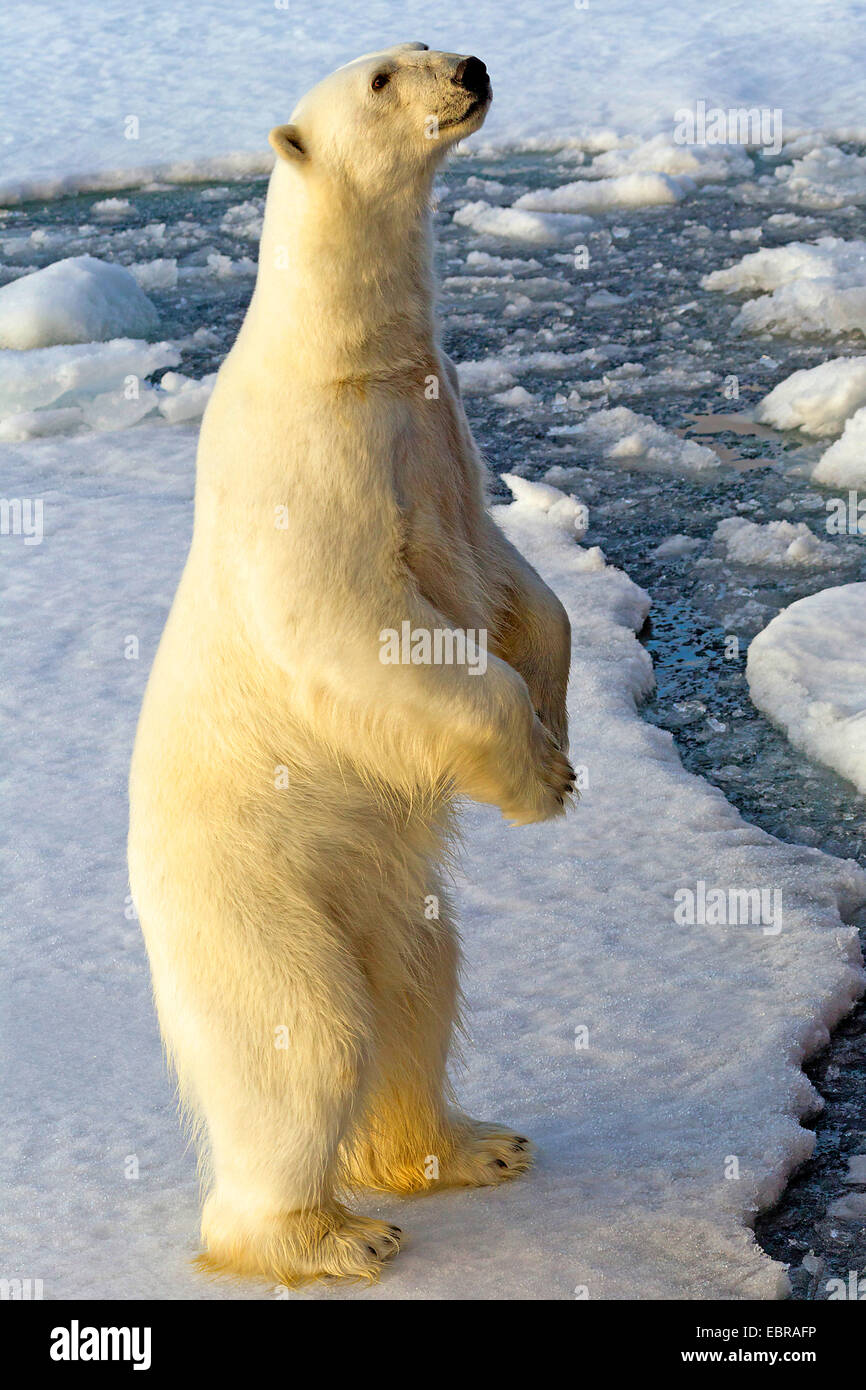 El oso polar (Ursus maritimus), está erecto, Noruega, Svalbard Foto de stock