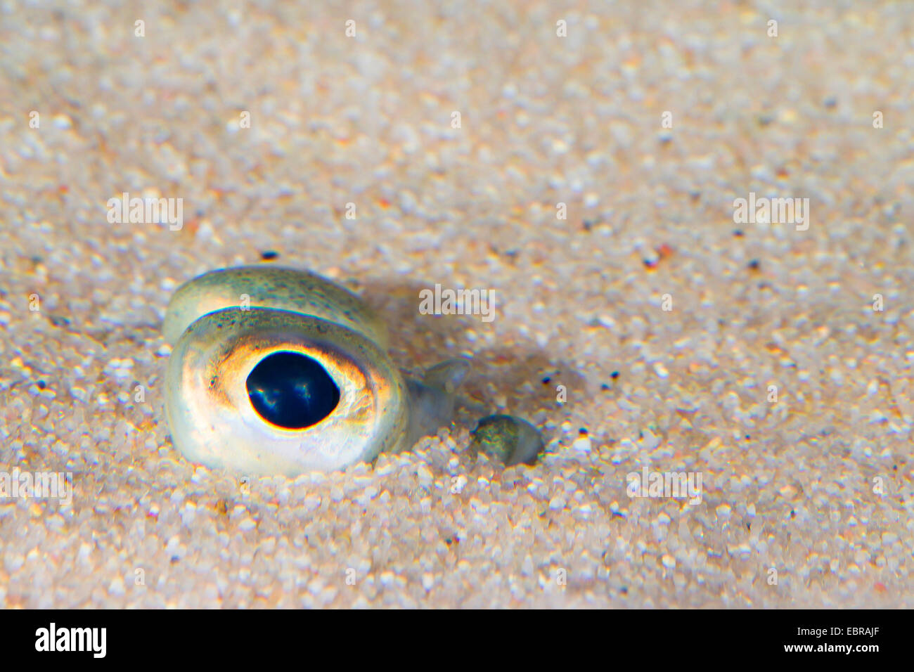 La solla, la solla (Pleuronectes platessa), excavados en la arena sólo los ojos puede verse Foto de stock