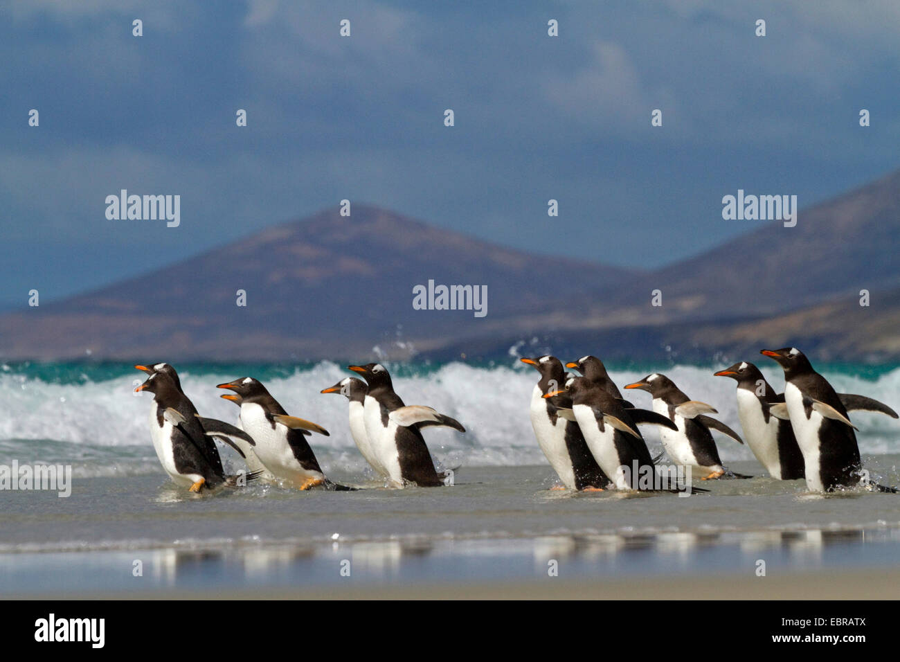 Pingüinos papúa (Pygoscelis papua), grupo de entrar corriendo en el mar, la Antártida, Islas Malvinas, Isla de sirenas Foto de stock