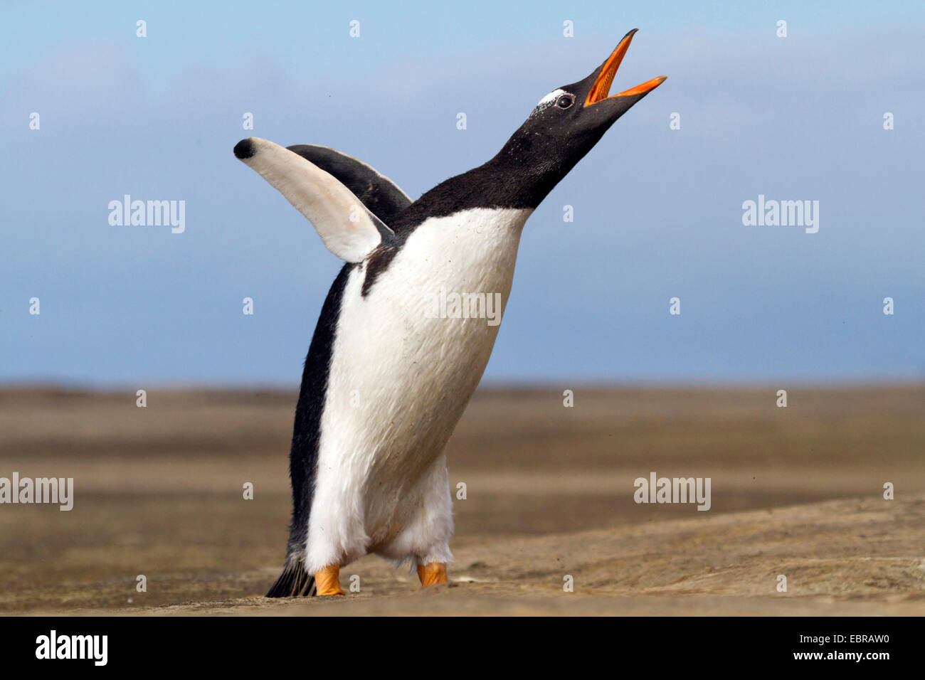 Pingüinos papúa (Pygoscelis papua), batir las alas y vocación, la Antártida, Islas Malvinas Foto de stock