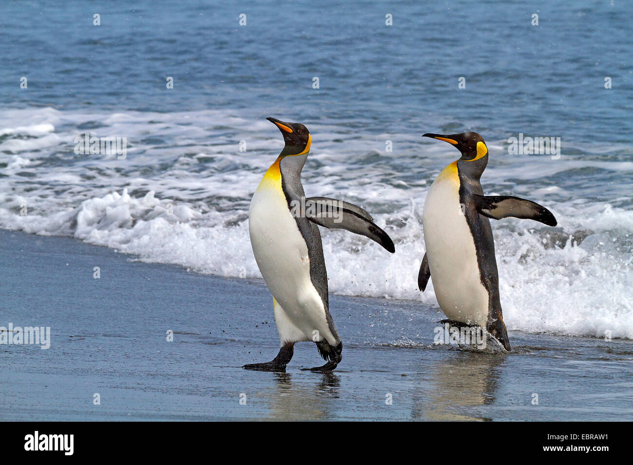 Pingüino Rey (Aptenodytes patagonicus), dos pingüinos rey va en tierra, la Antártida, Suedgeorgien, bahía de St. Foto de stock
