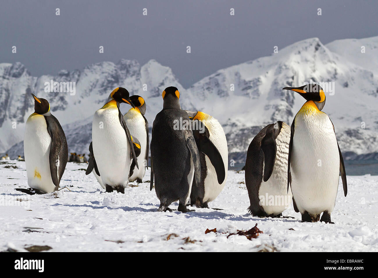 Pingüino Rey (Aptenodytes patagonicus), grupo en hábitat nevados, Antártida, Suedgeorgien, bahía de St. Foto de stock