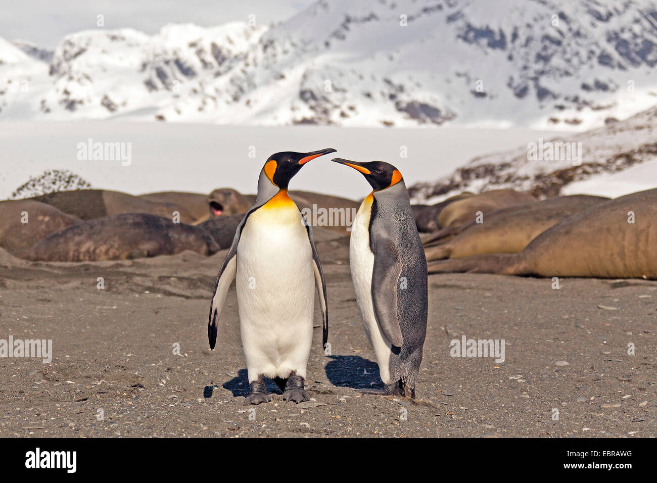 Pingüino Rey (Aptenodytes patagonicus), dos pingüinos rey en la playa con los elefantes marinos, la Antártida, Suedgeorgien, bahía de St. Foto de stock
