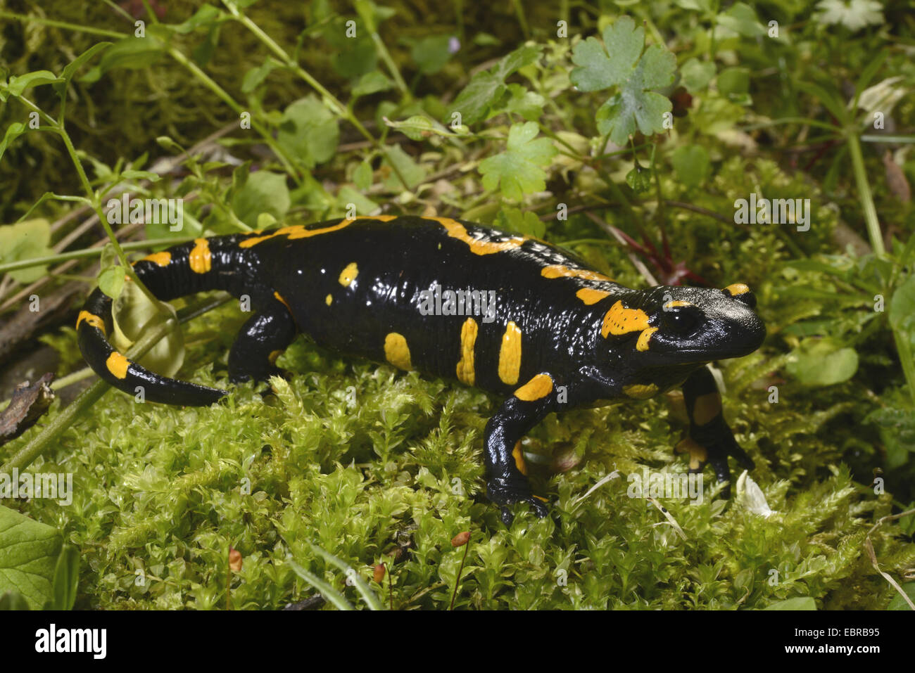 Unión fuego salamandra (Salamandra salamandra beschkovi ), subespecie endémica de Bulgaria, Bulgaria, Pirin-Gebirge, Pirin National Park Foto de stock