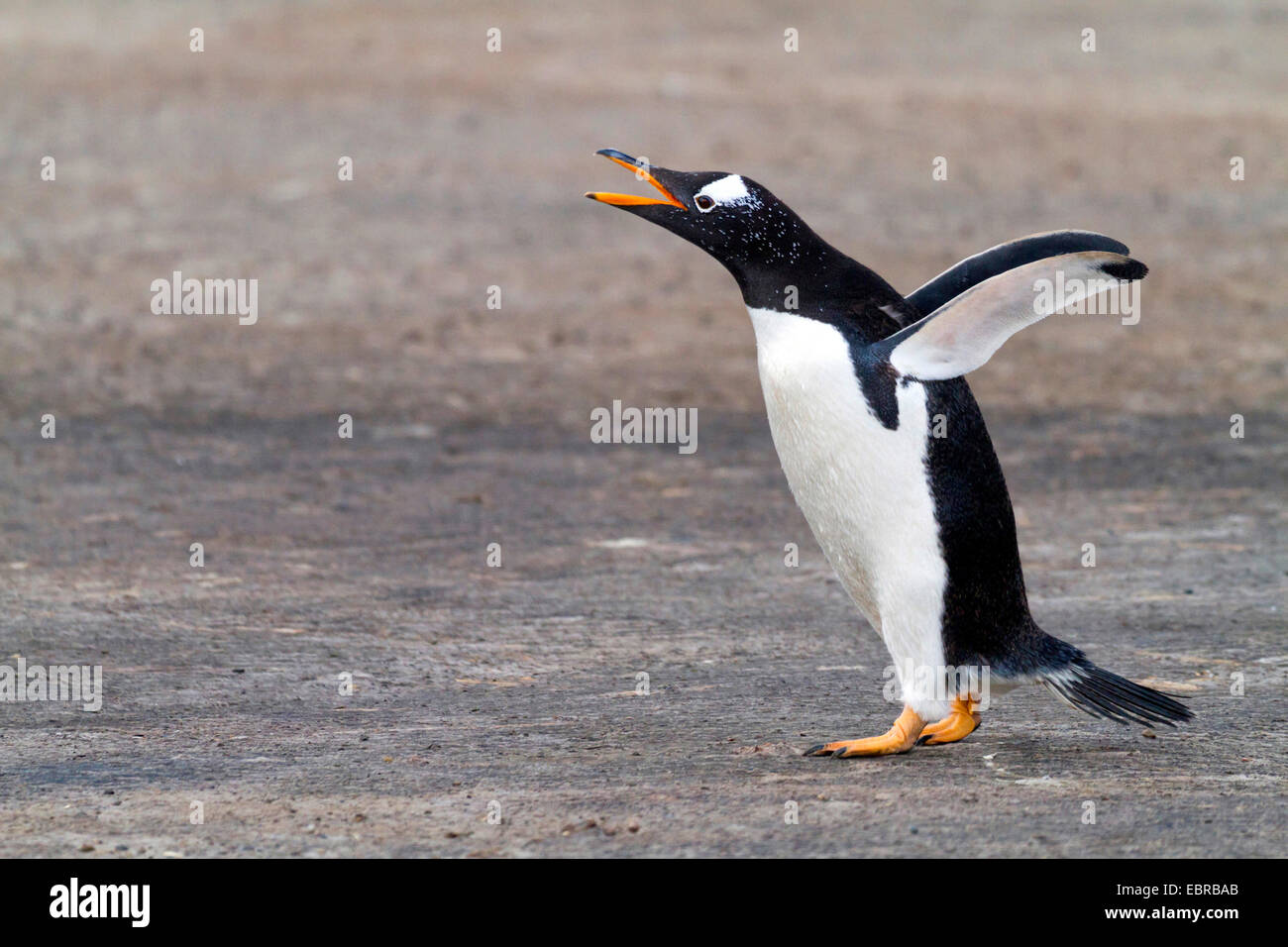 Pingüinos papúa (Pygoscelis papua), batir las alas y vocación, la Antártida, Islas Malvinas Foto de stock
