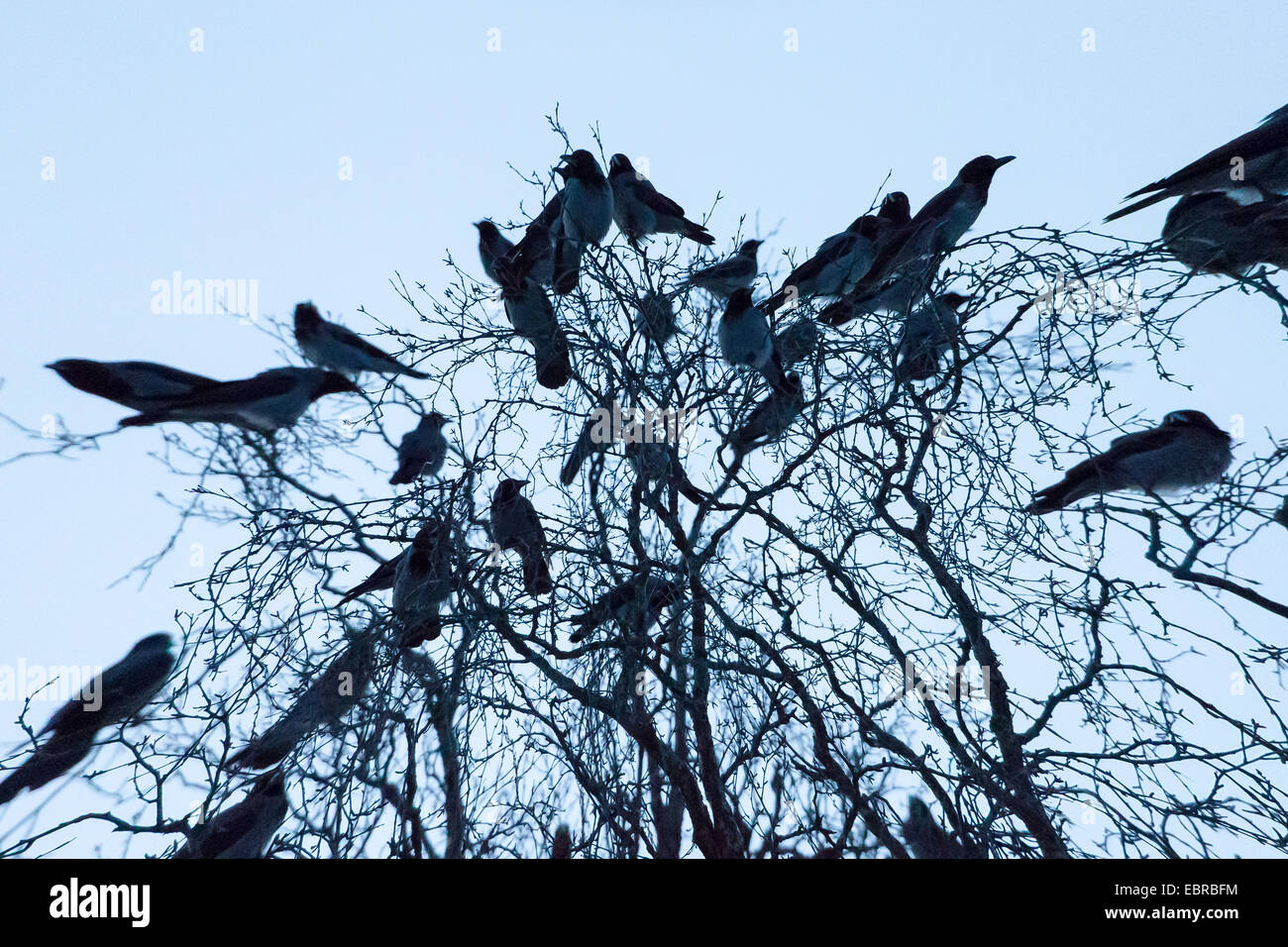 Encapuchado crow (Corvus corone cornix Corvus cornix), Carrión cuervos en árbol para dormir, Noruega Troms, Tromsoe Foto de stock
