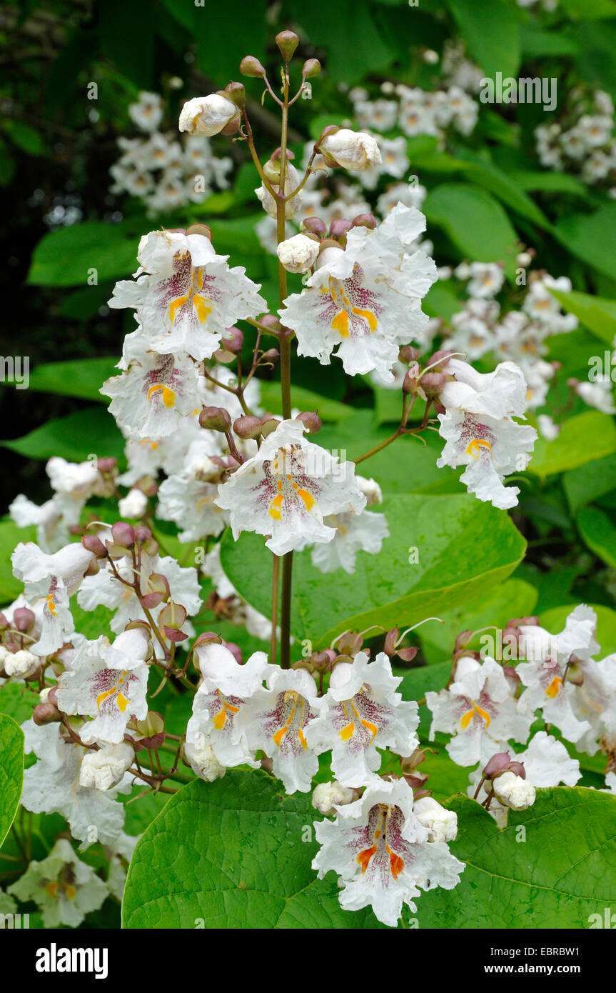 India Catalpa bignonioides bean (árbol), floreciendo Foto de stock