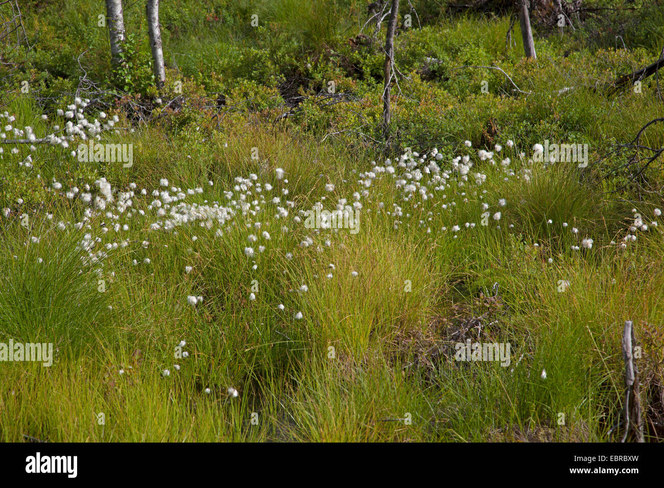 Cespitosas de algodón, hierba de cola de liebre (Eriophorum vaginatum cottongrass), fructificación, Rusia, Karelia Foto de stock
