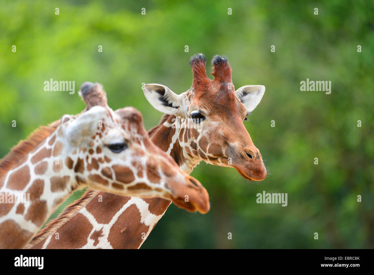 Jirafa reticulada (Giraffa camelopardalis reticulata), retrato de dos jirafas Foto de stock