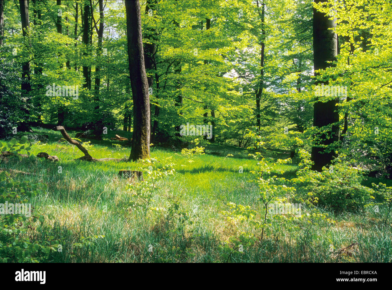 Spring Forest, en Alemania, en Renania del Norte-Westfalia, Siebengebirge Foto de stock