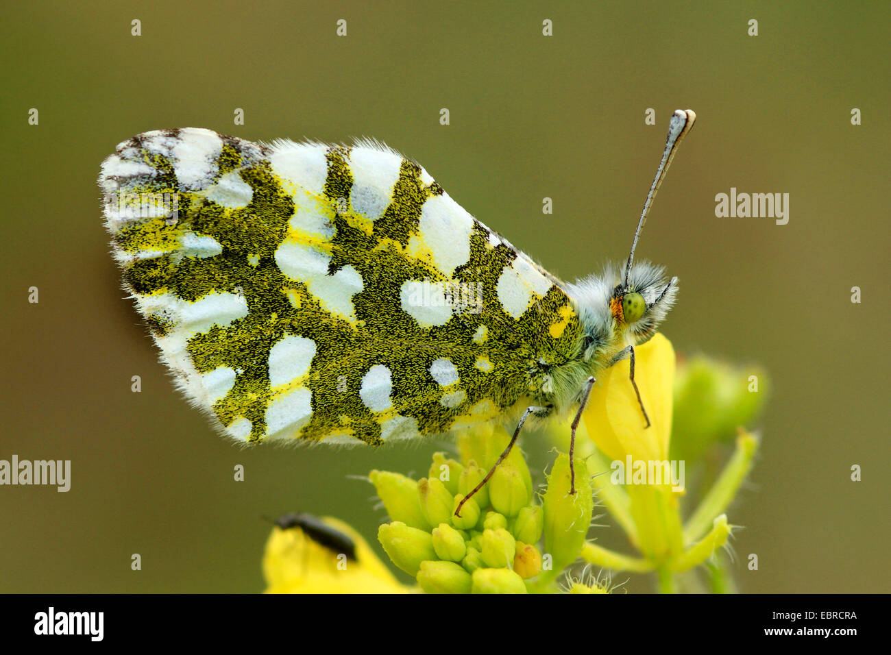 Este tonos blanco (Euchloe ausonia crameri), sentados en sus flores amarillas, Italia, Sicilia Foto de stock