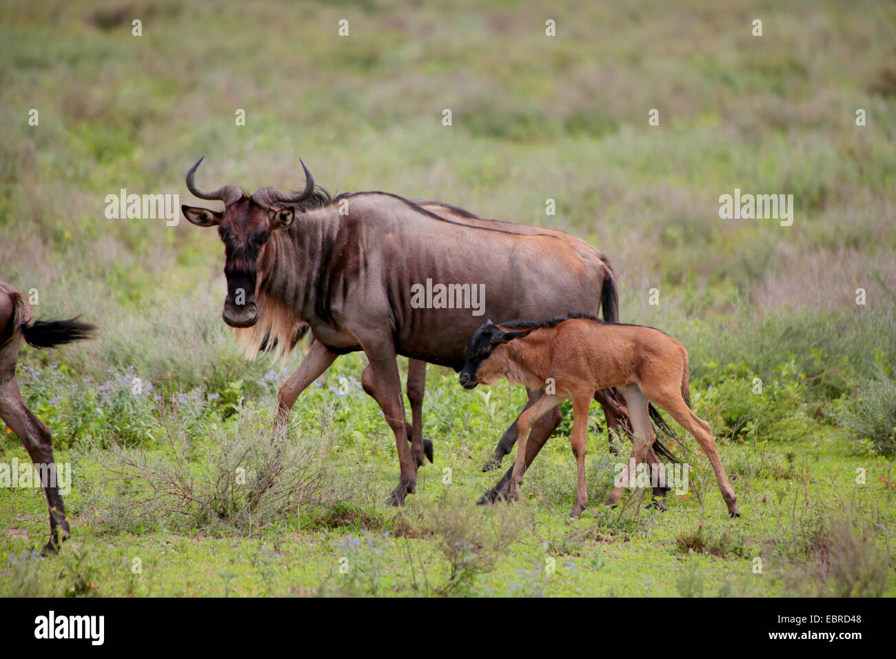 El ñu azul, brindled gnu, blanco-barbudo (ñus Connochaetes taurinus), madre con menores apenas nacido, Tanzania, el Parque nacional Serengeti Foto de stock