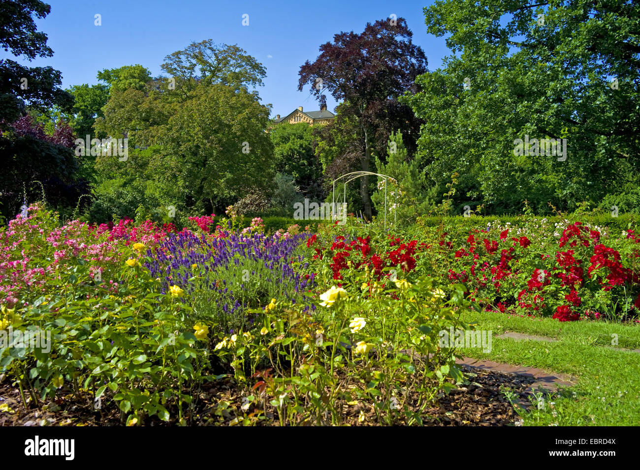 Jardín de rosas en el jardín municipal de Bremen-Vegesack, Alemania, Bremen Foto de stock