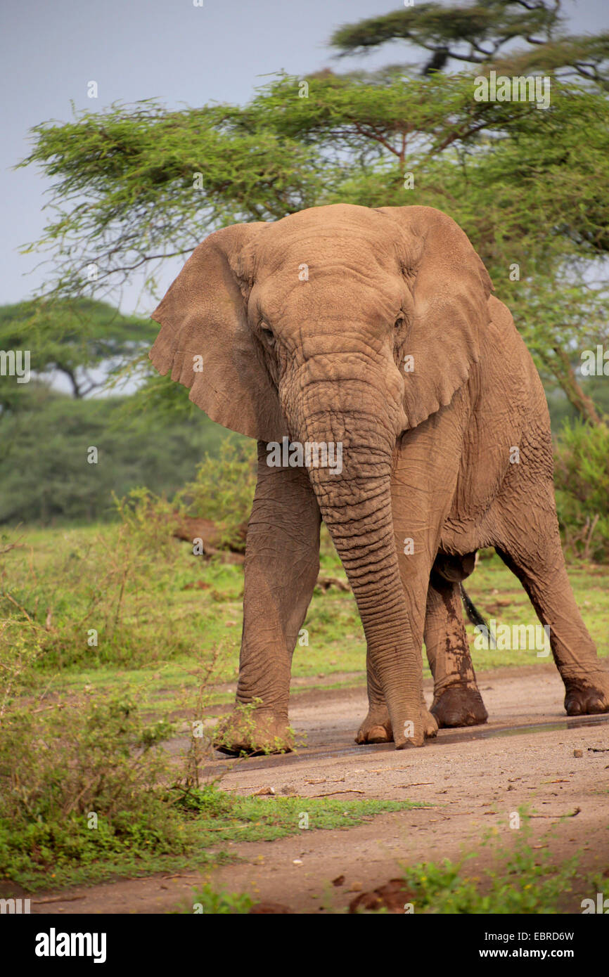 Elefante africano (Loxodonta africana), Bull sin colmillos de elefante en el Serengeti, Tanzania, el Parque nacional Serengeti Foto de stock