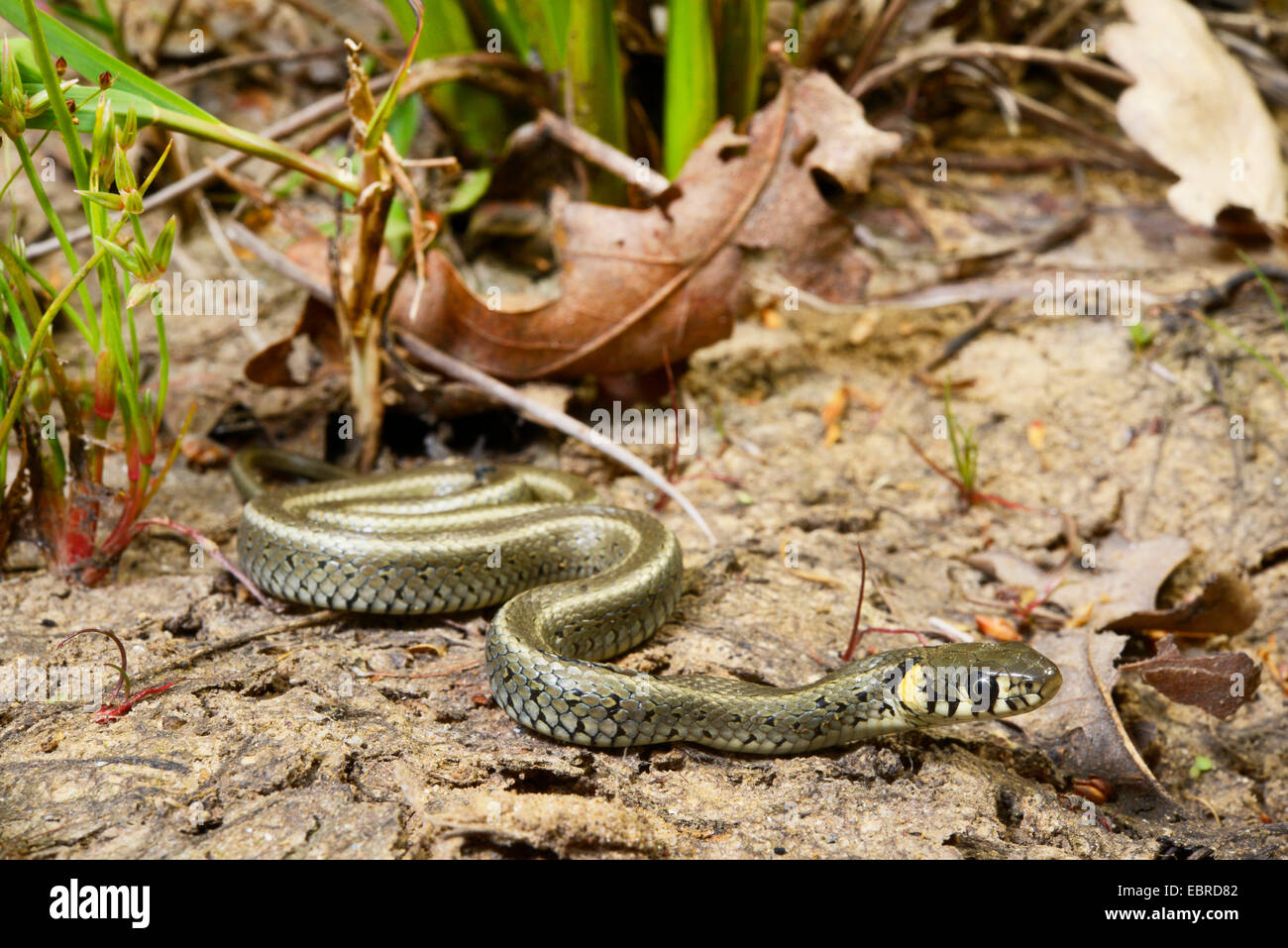 Culebra de los Balcanes (Natrix natrix persa), el césped joven serpiente en la orilla, Turquía, Licia, Mugla, Dalyan Foto de stock