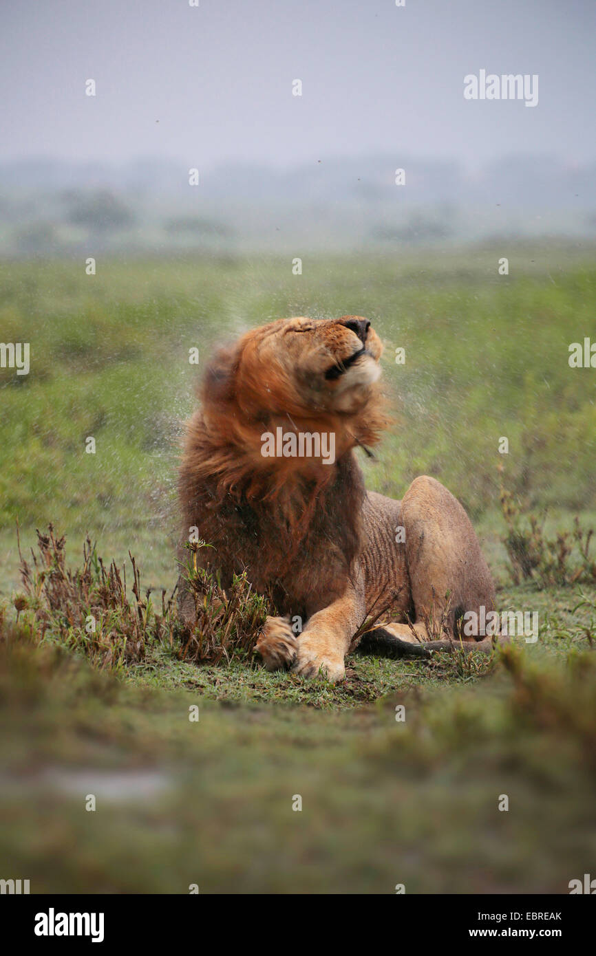 León (Panthera leo), Male lion agitando el agua fuera de su cabeza mojada de lluvia, Tanzania, el Parque nacional Serengeti Foto de stock