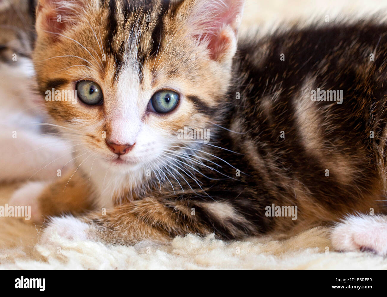 Gato doméstico, los gatos domésticos (Felis silvestris catus) f., Kitty, Alemania Foto de stock