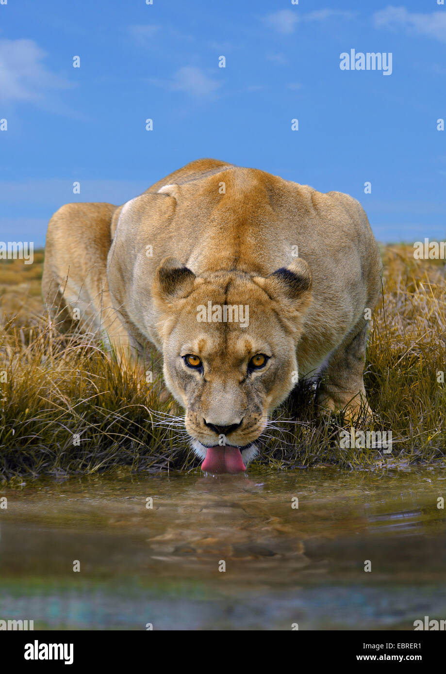 León (Panthera leo), bebiendo lavica, Tanzania, el Parque nacional Serengeti Foto de stock