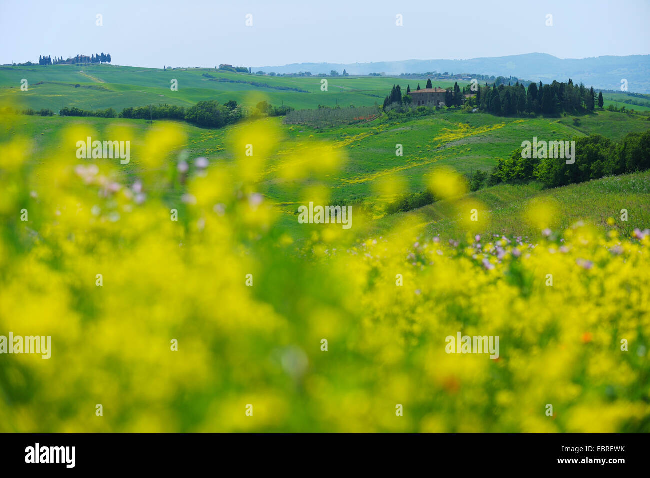 La campiña toscana en primavera, San Quirico d'Orcia, Val d'Orcia, Italia, Toscana Foto de stock