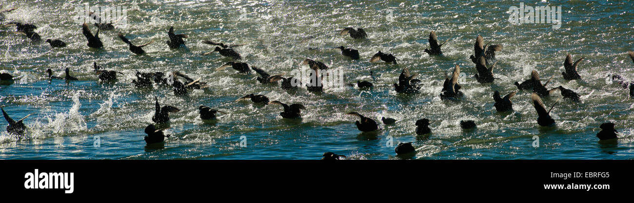 Negro Focha Común (Fulica atra), rebaño de despegar en un lago, formato panorámico, Alemania Foto de stock