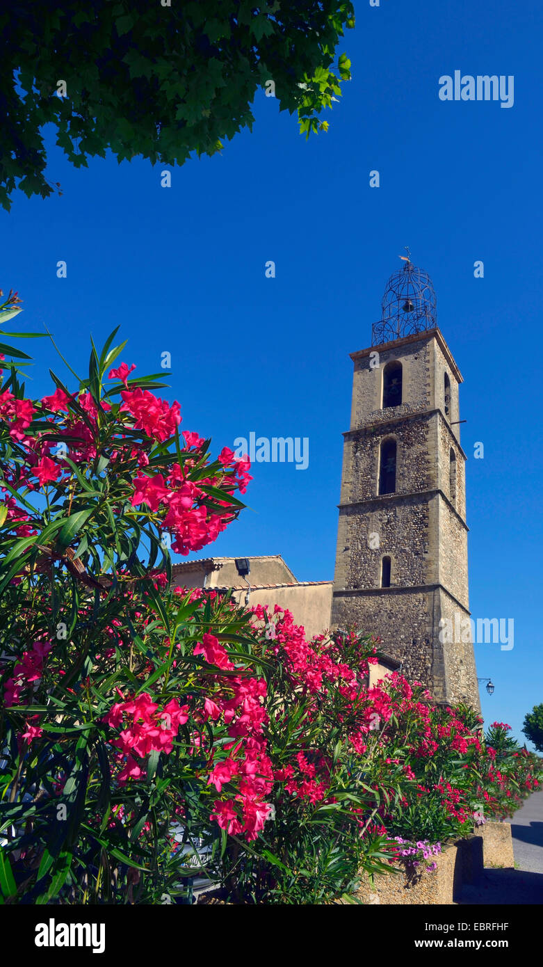 Adelfa (Nerium oleander), L'Eglise des Les Mees Francia, Provenza, Alpes de Haute Provence, Les Mees Foto de stock