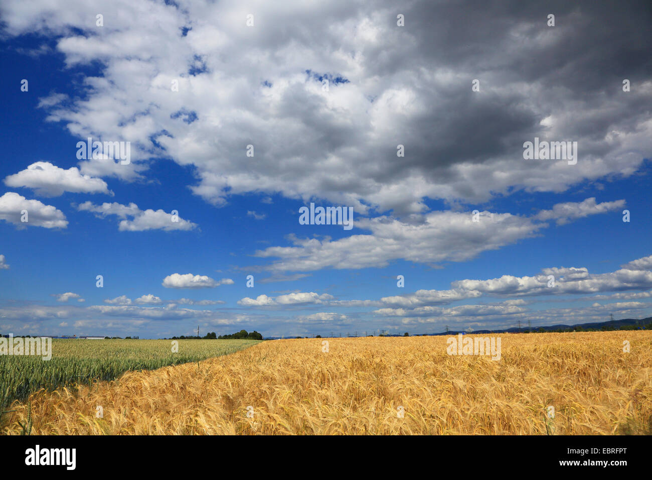 Barleyfield con nubes en el verano, Alemania Foto de stock
