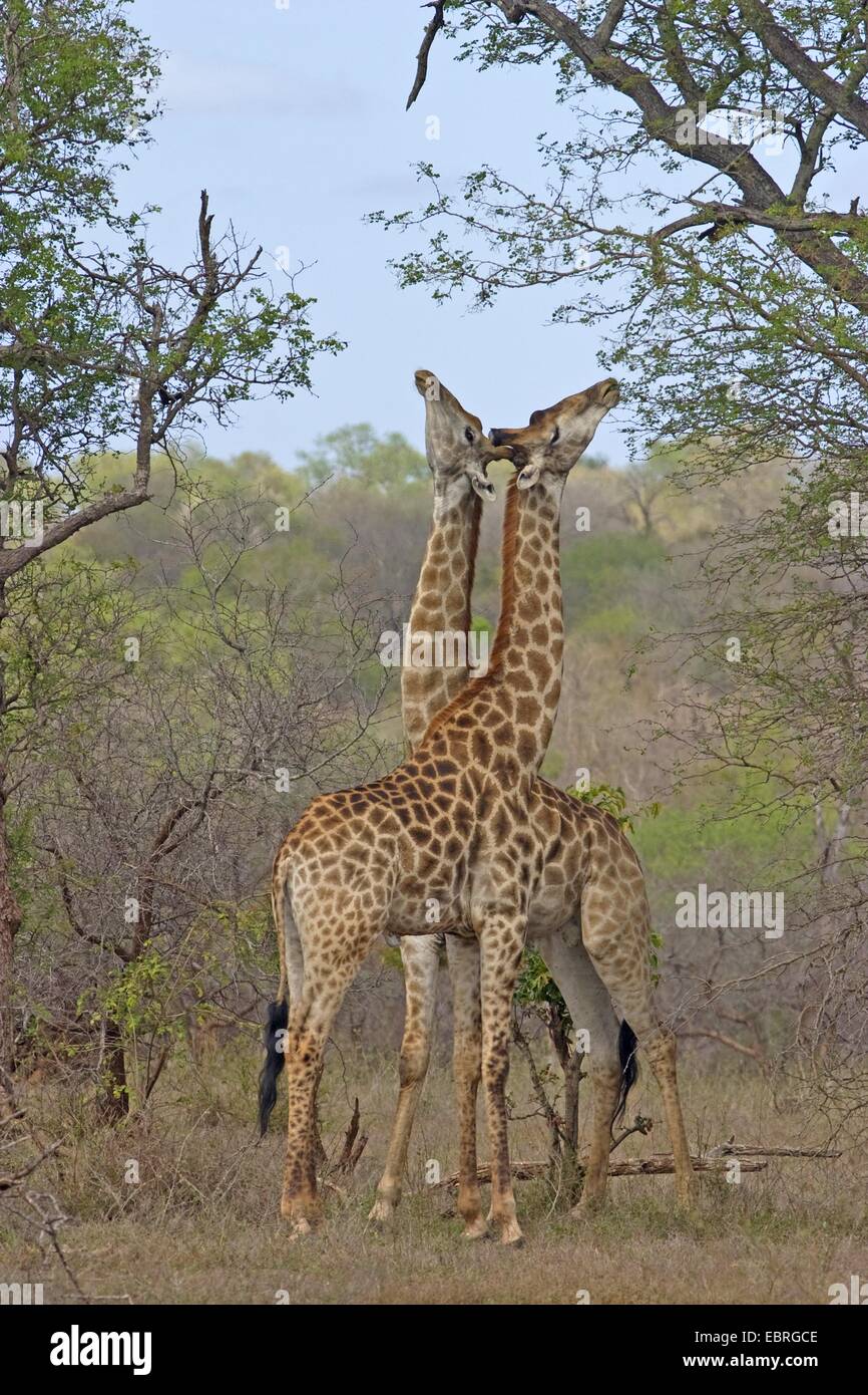 Cape jirafa (Giraffa camelopardalis giraffa), rivalidad, Sudáfrica, Limpopo, el Parque Nacional Kruger Foto de stock