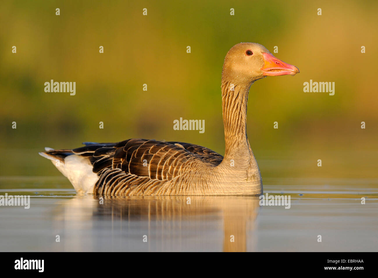 Graylag goose (Anser anser), nadar en la luz de la mañana con gotas de agua sobre su plumaje, Hungría Foto de stock